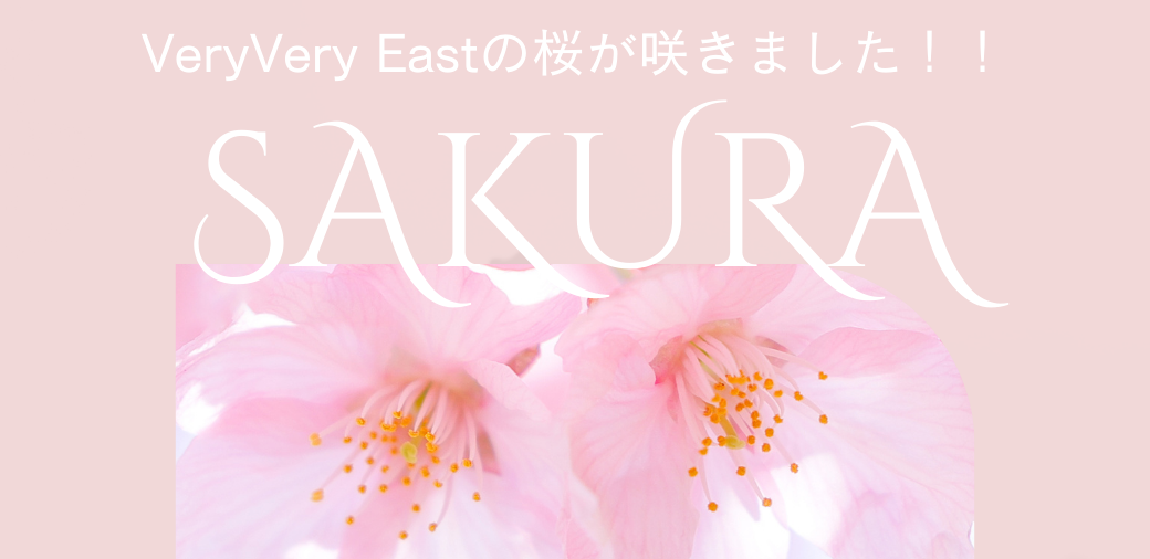 VeryVery Eastで桜と一緒に撮影しよう！！